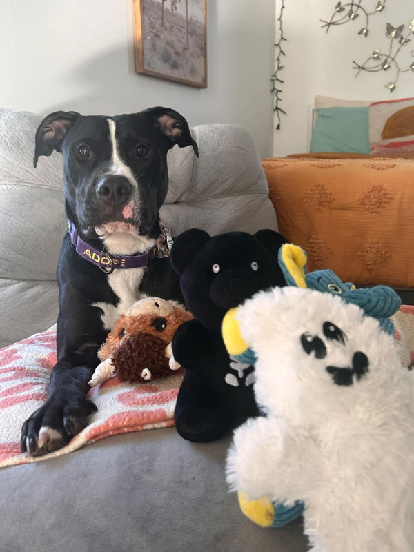 adoptable Dog in Portage, IN named Baffin