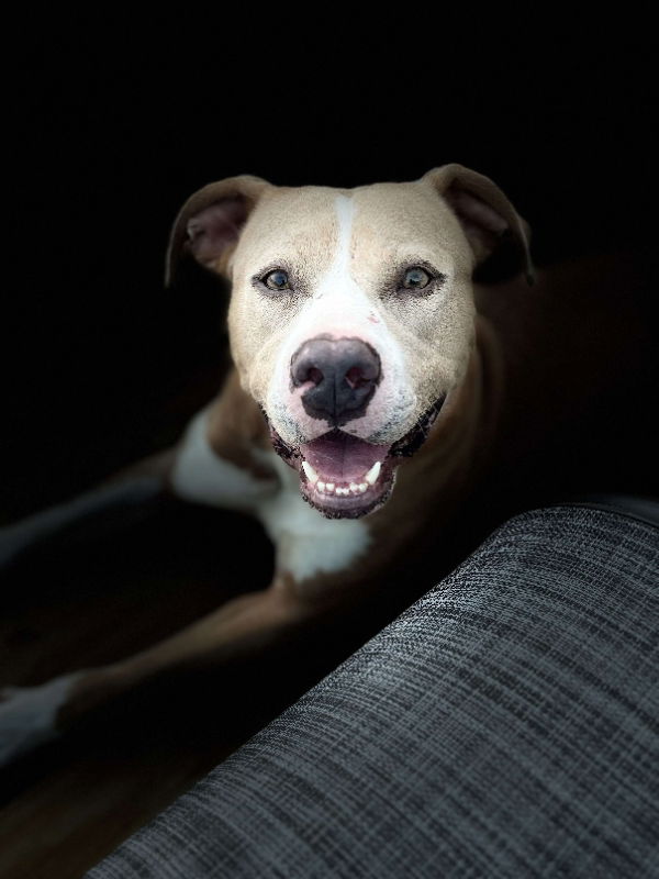 adoptable Dog in Portage, IN named Prada