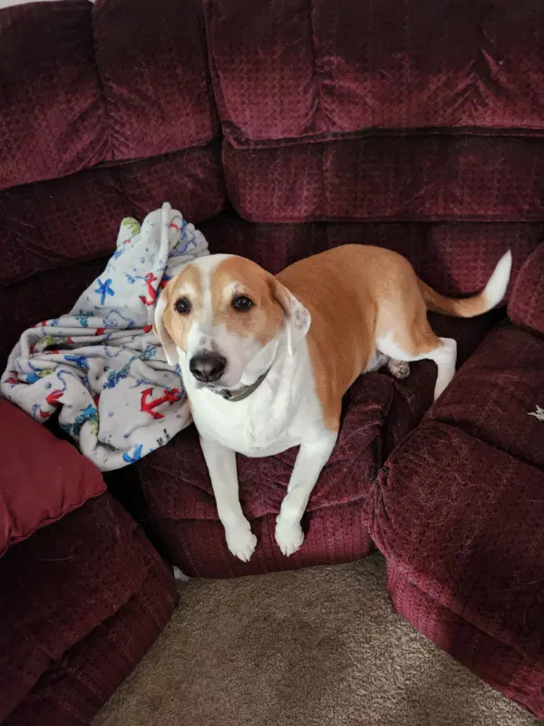 Ringo - Coonhound