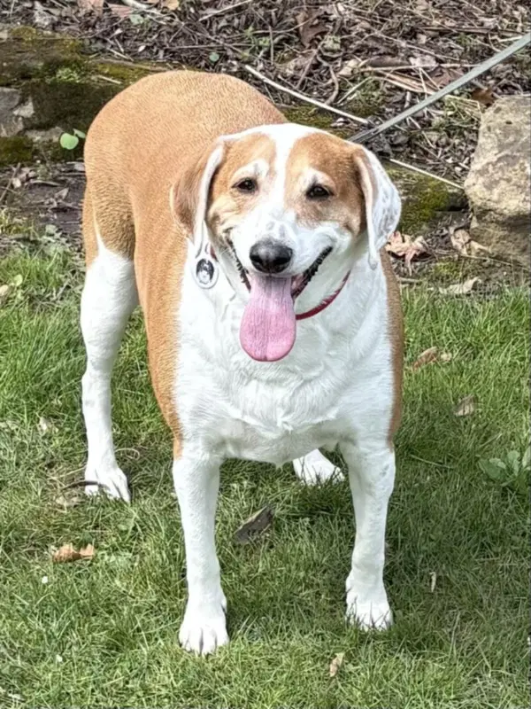 Ringo image 2