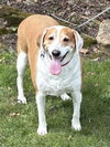 Ringo - Photo 2