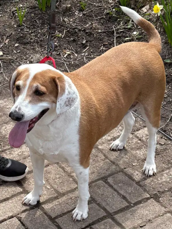 Ringo image 3