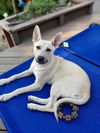 adoptable Dog in  named Hannah Hope