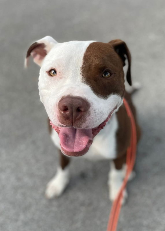 adoptable Dog in Portage, IN named Goomba