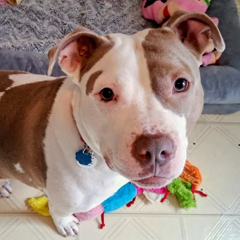 Mocha - American Staffordshire Terrier