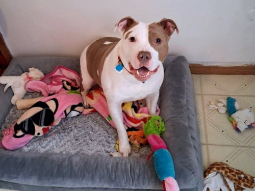 MOCHA - American Staffordshire Terrier available for adoption