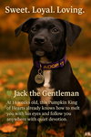 Jack - Photo 1