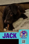 Jack - Photo 2