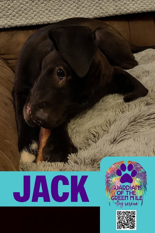 JACK - American Staffordshire Terrier available for adoption