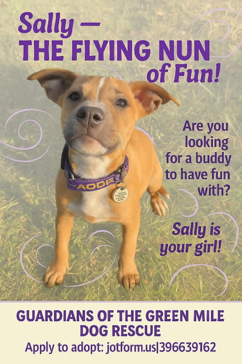 SALLY - American Staffordshire Terrier available for adoption
