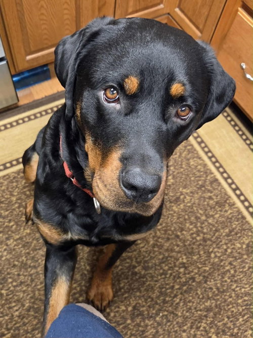 picture of the dog needing adoption