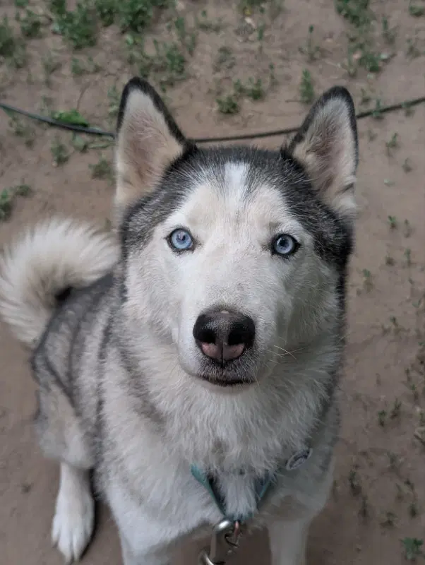 Shadow - Siberian Husky