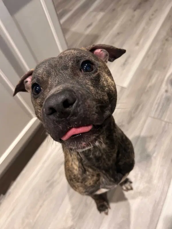 Hermes - American Staffordshire Terrier