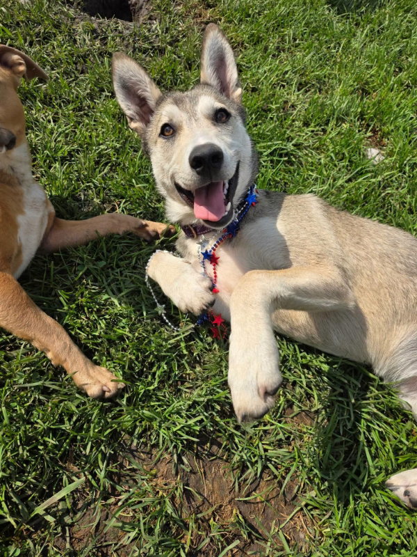 Missy, Husky