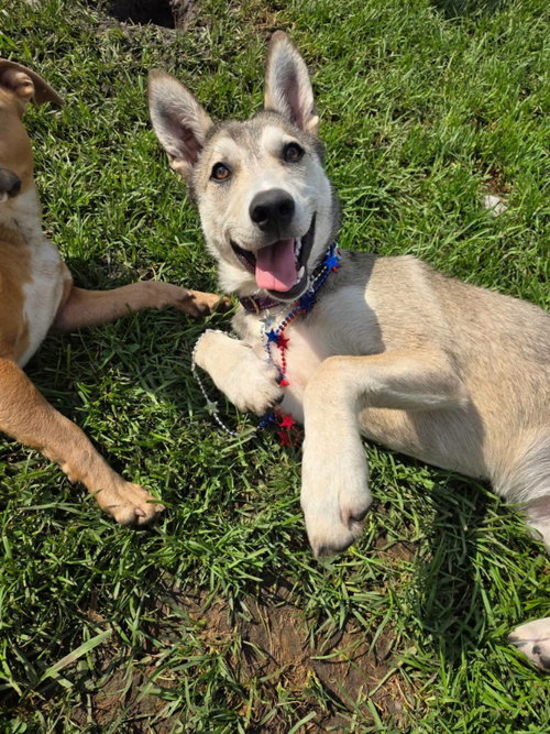 Missy, a dog for adoption from Guardians of the Green Mile Inc