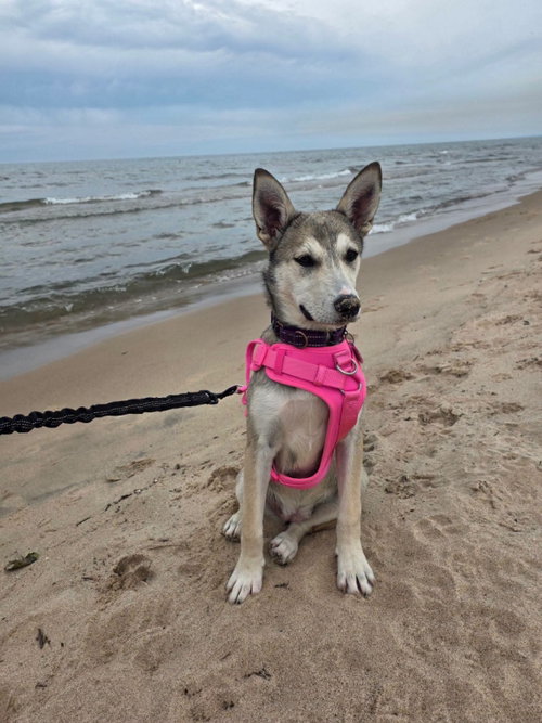 Photo 3 of Missy
