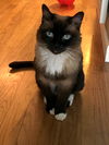 Flapper - Offered by Owner - Siamese Senior