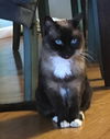 Flapper - Offered by Owner - Siamese Senior