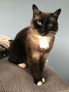 Flapper - Offered by Owner - Siamese Senior