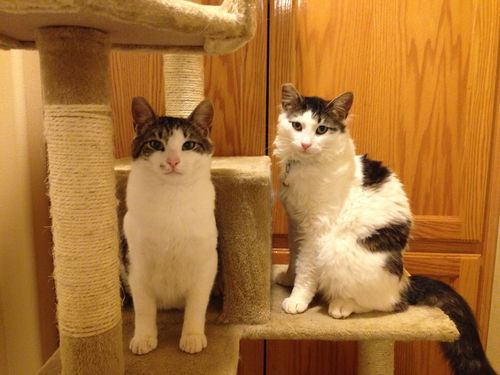 Fluffy and Tiger 