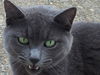 Offered by Owner - NINA - huntress extrordinaire