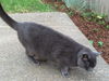 Offered by Owner - NINA - huntress extrordinaire