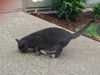 Offered by Owner - NINA - huntress extrordinaire