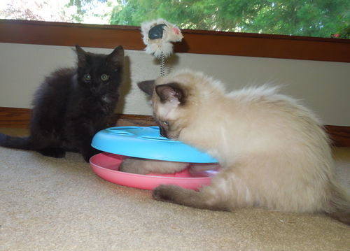 Kitten pair - Paris & Q