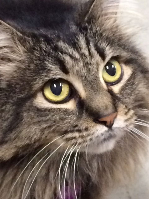 Offered by Owner - Saba, Maine Coon Adult