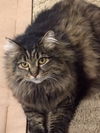 Offered by Owner - Saba, Maine Coon Adult