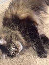 Offered by Owner - Saba, Maine Coon Adult