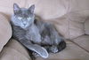 O.B.O.  REPO - Russian Blue Female