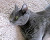 O.B.O.  REPO - Russian Blue Female