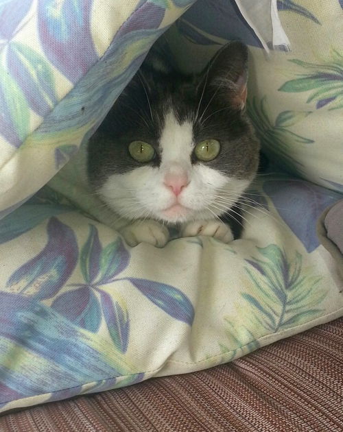 Offered by Owner - RASCAL - quiet female