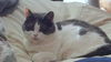 Offered by Owner - RASCAL - quiet female
