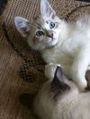Digit & Mizuno