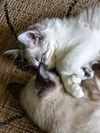Digit & Mizuno