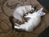 Digit & Mizuno