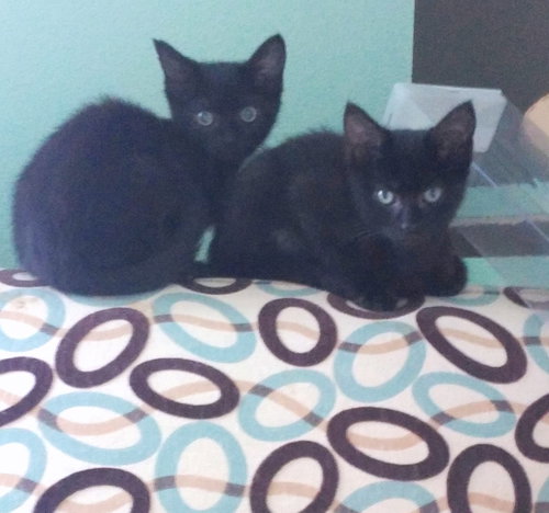 Luna & Stella, sister kittens