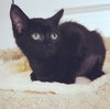 Luna & Stella, sister kittens
