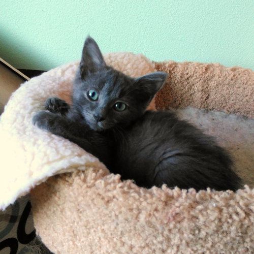 Orion - Russian Blue Kitten