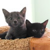 Orion - Russian Blue Kitten