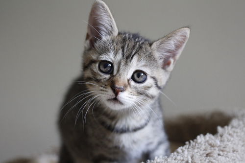 Kitten Agent of S.H.I.E.L.D. - Sky