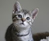 Kitten Agent of S.H.I.E.L.D. - Sky