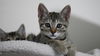 Kitten Agent of S.H.I.E.L.D. - Sky