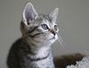Kitten Agent of S.H.I.E.L.D. - Sky