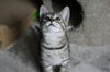 Kitten Agent of S.H.I.E.L.D. - Sky