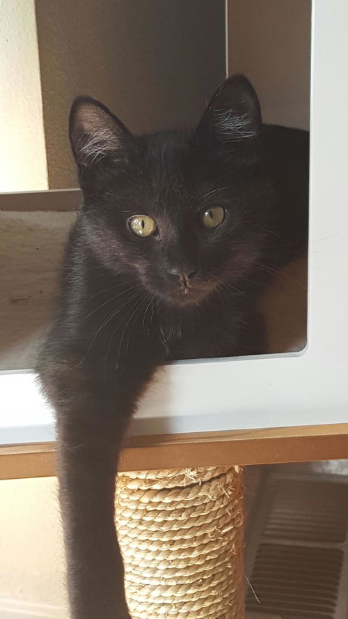 Kona