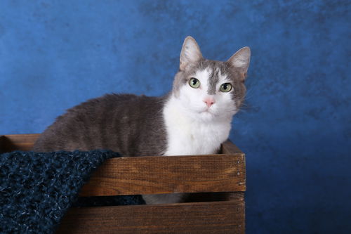 Offered by Owner - Zuki and Zoey, declawed pair