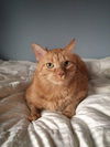 Offered by Owner - Zuki and Zoey, declawed pair